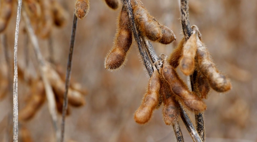 Dried and dead soybeans on a plant.